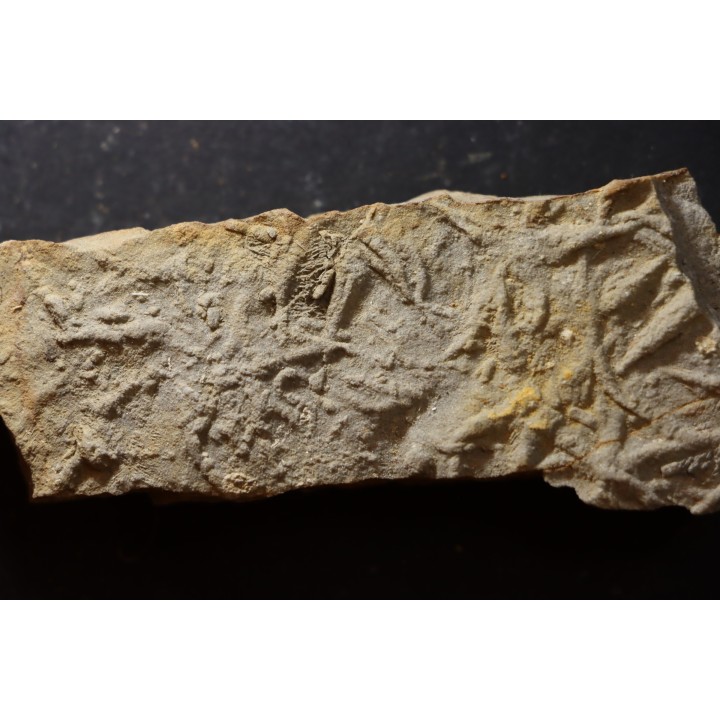 Asteriacites lumbricalis - trias -  Beaune, France