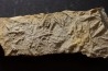 Asteriacites lumbricalis - trias - Beaune, France