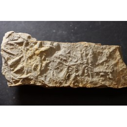 Asteriacites lumbricalis - trias - Beaune, France