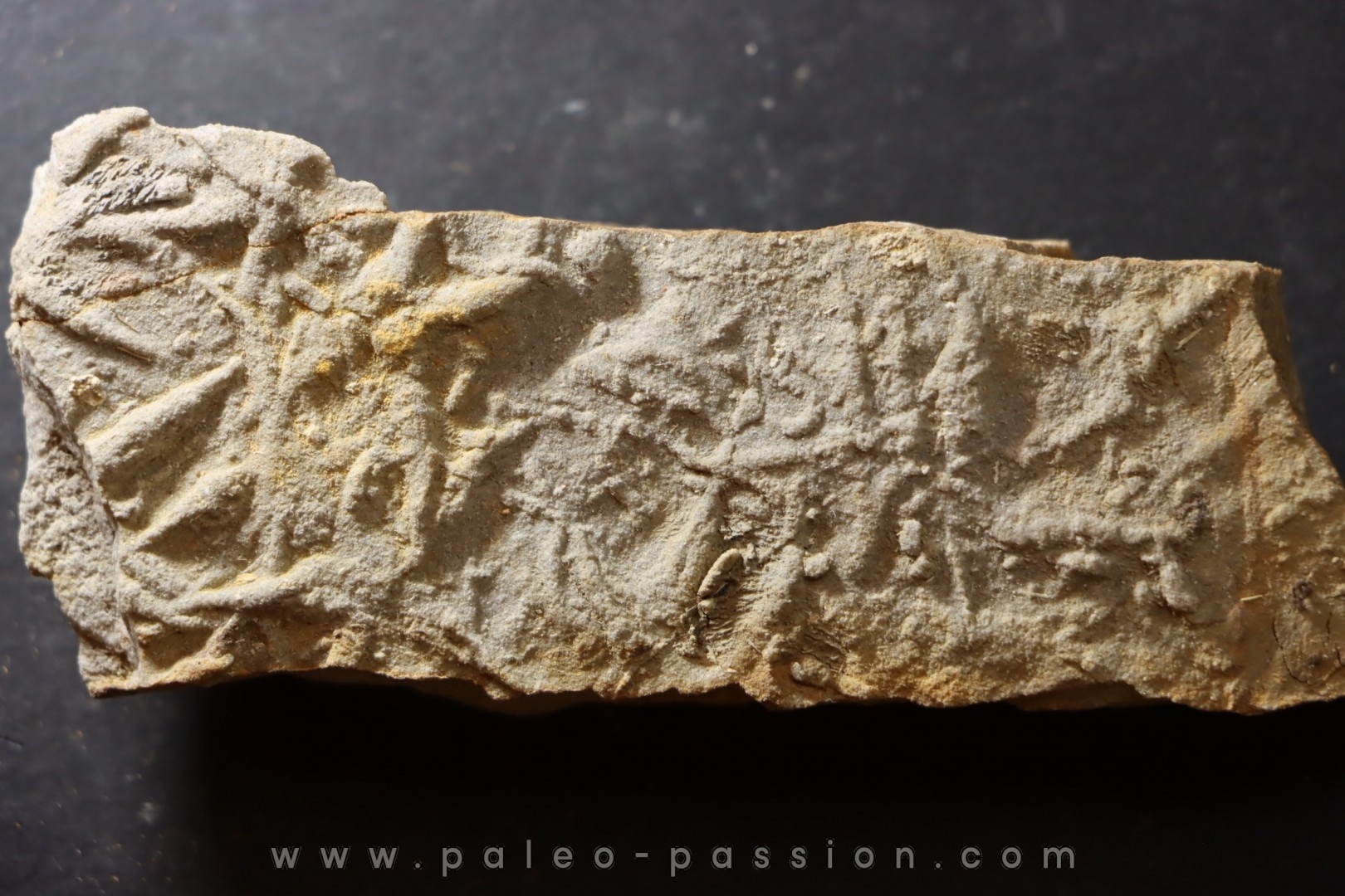 Asteriacites lumbricalis - trias - Beaune, France
