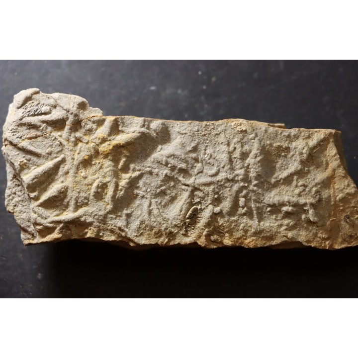 Asteriacites lumbricalis - trias -  Beaune, France