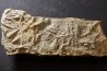 Asteriacites lumbricalis - trias - Beaune, France