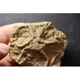 Asteriacites lumbricalis - trias - Beaune, France