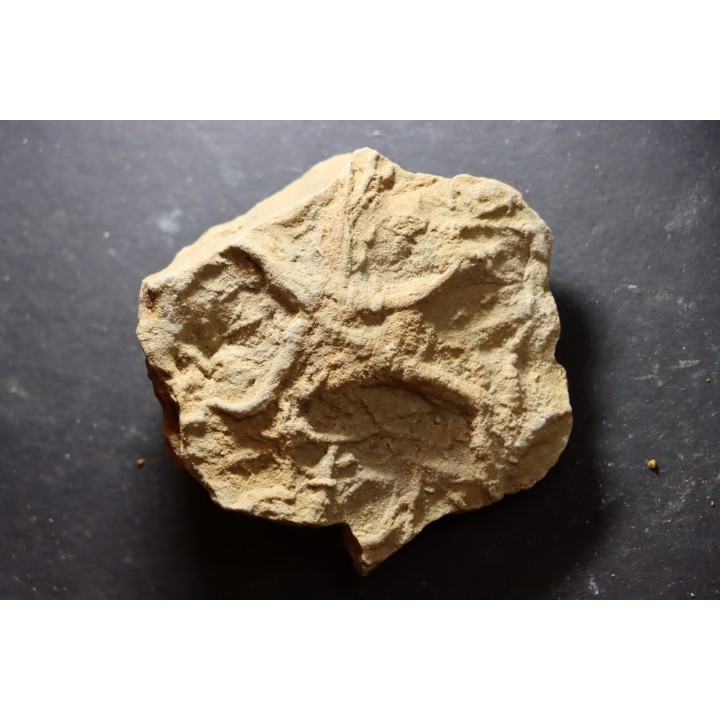 Asteriacites lumbricalis - trias - Beaune, France