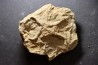 Asteriacites lumbricalis - trias - Beaune, France