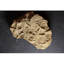 Asteriacites lumbricalis - trias - Beaune, France