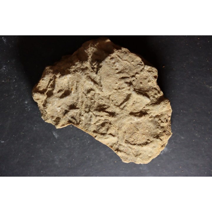 Asteriacites lumbricalis - trias - Beaune, France