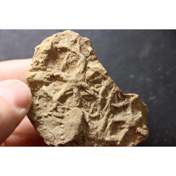 Asteriacites lumbricalis - trias - Beaune, France