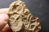 Asteriacites lumbricalis - trias - Beaune, France