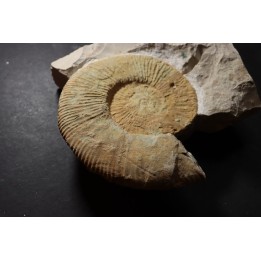 Malbosiceras paramimounum - Berriasien - Gard - France