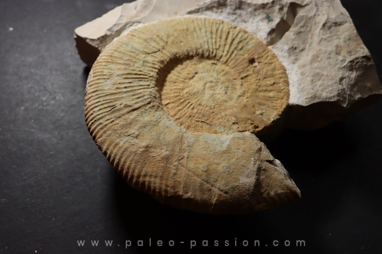 Malbosiceras paramimounum - Berriasien - Gard - France