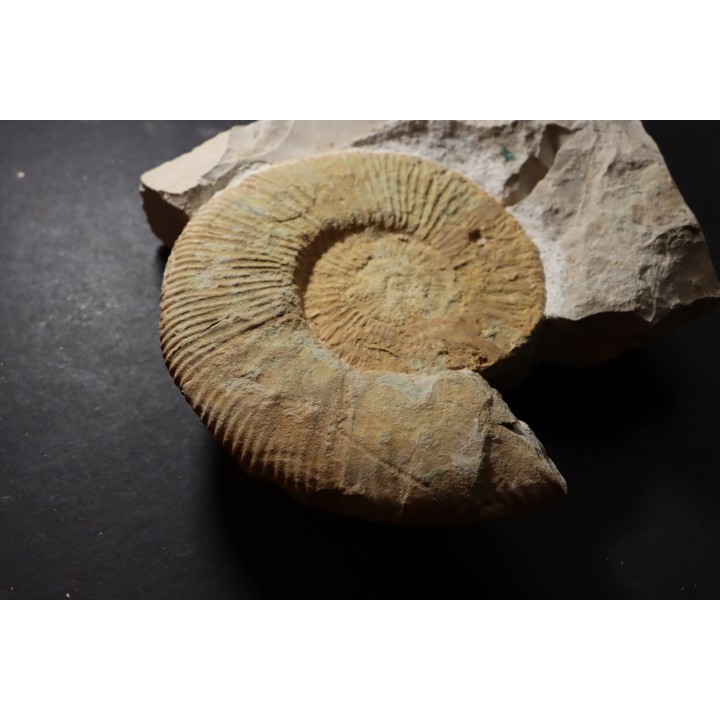 Malbosiceras paramimounum - Berriasien - Gard - France