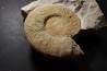 Malbosiceras paramimounum - Berriasien - Gard - France