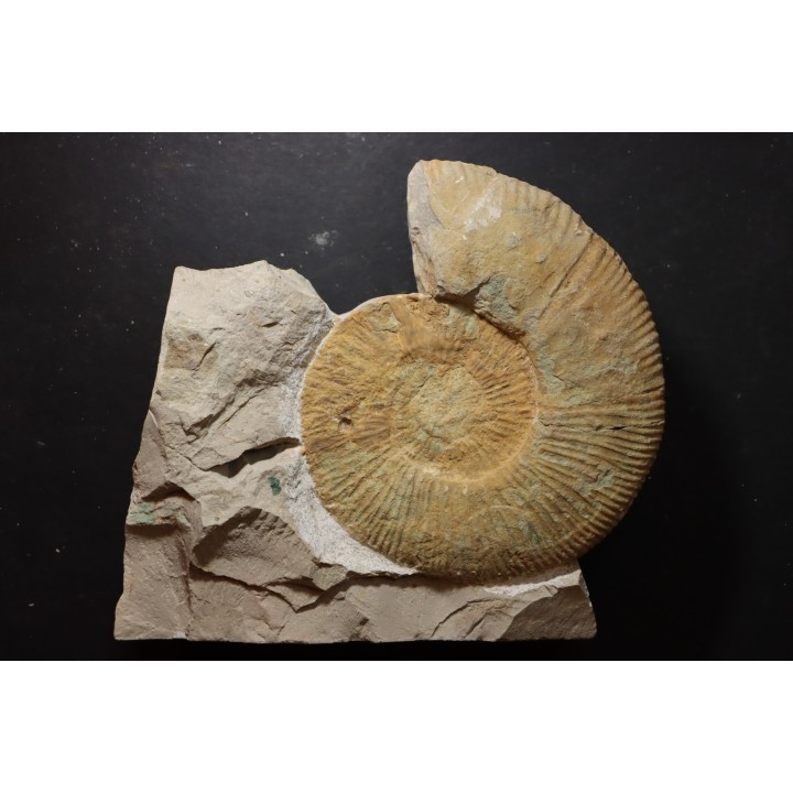 Malbosiceras paramimounum - Berriasien - Gard - France