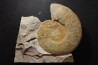 Malbosiceras paramimounum - Berriasian - Gard - France