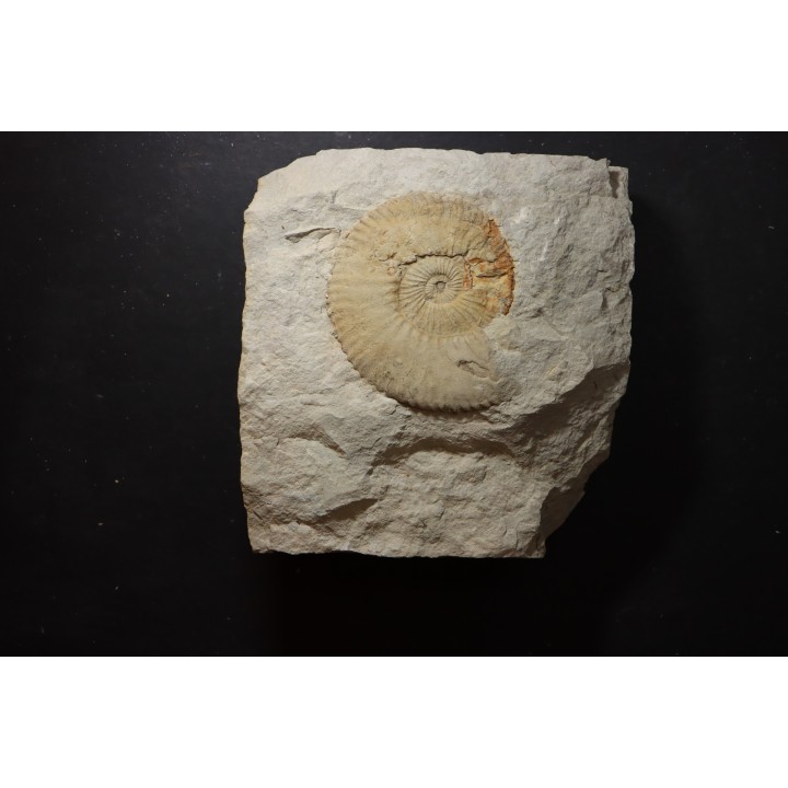 Berriasella (picteticeras)  jauberti - Berriasian - Gard - France