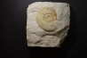 Berriasella (picteticeras) jauberti - Berriasien - Gard - France