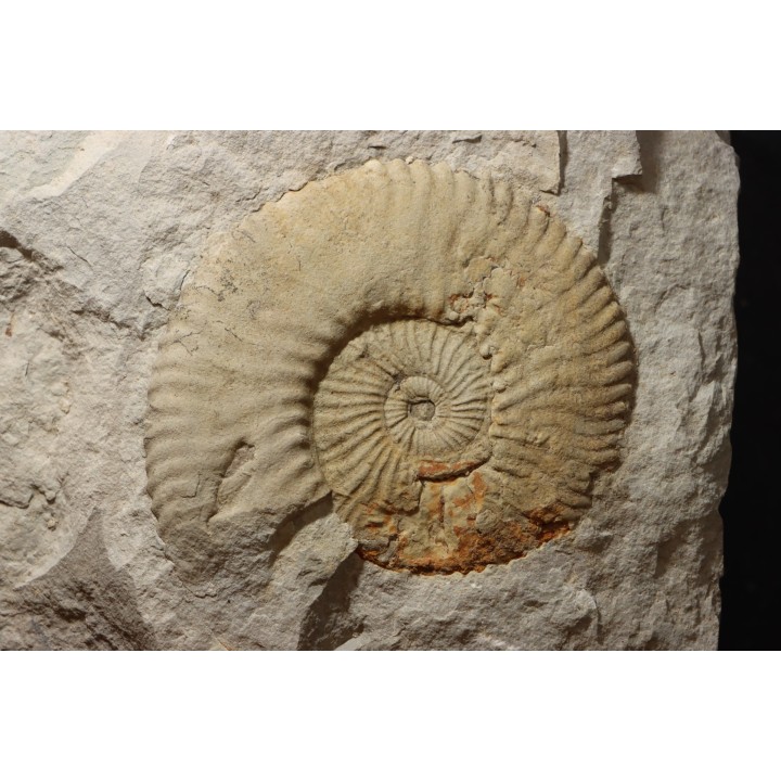 Berriasella (picteticeras)  jauberti - Berriasian - Gard - France