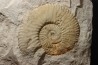 Berriasella (picteticeras) jauberti - Berriasian - Gard - France