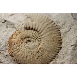 Berriasella (picteticeras) jauberti - Berriasien - Gard - France