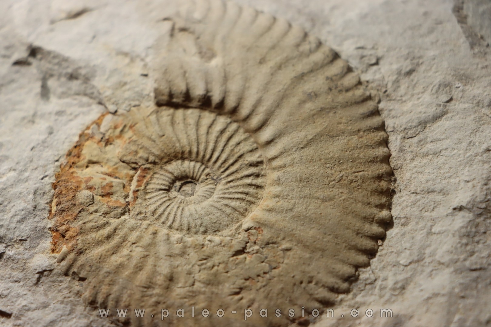 Berriasella (picteticeras) jauberti - Berriasian - Gard - France