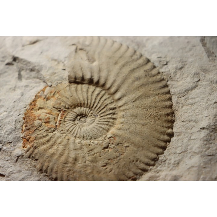 Berriasella (picteticeras)  jauberti - Berriasian - Gard - France