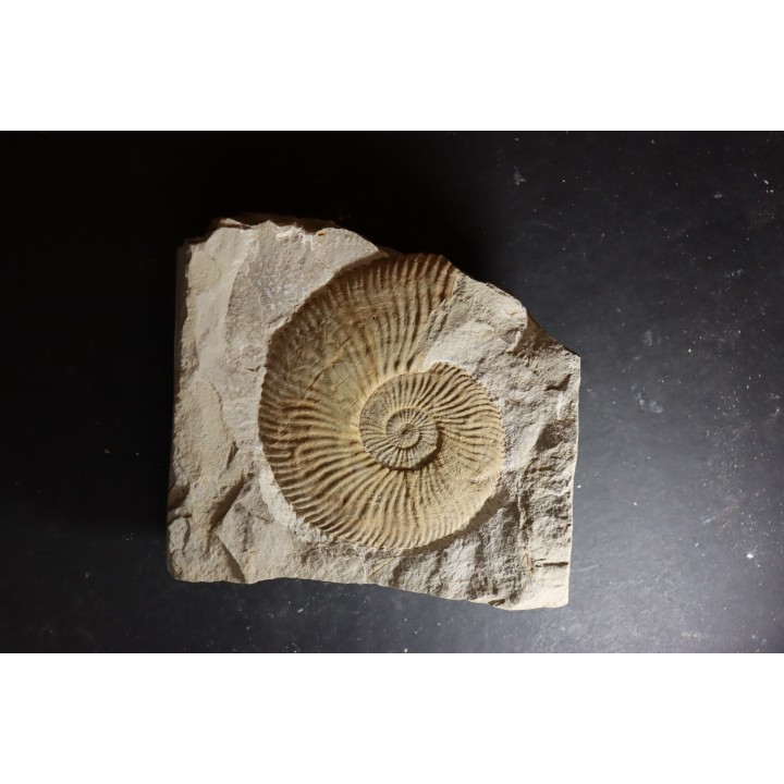 Berriasella calisto - Berriasian - Gard - France