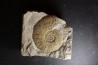 Berriasella calisto - Berriasian - Gard - France
