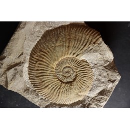 Berriasella calisto - Berriasian - Gard - France