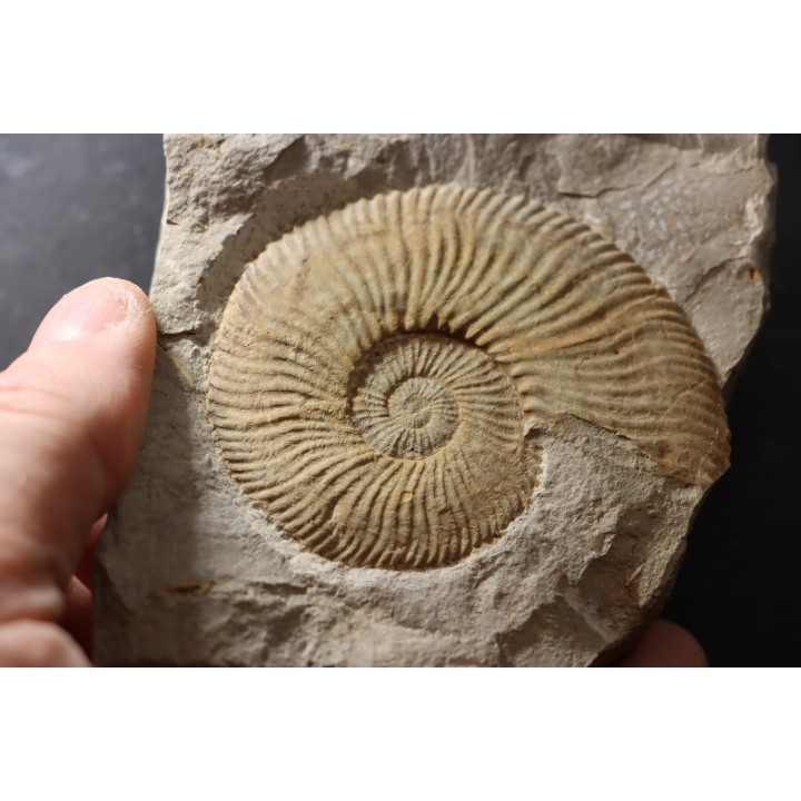 Berriasella calisto - Berriasian - Gard - France