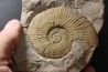Berriasella calisto - Berriasian - Gard - France