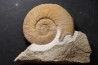 Dalmasiceras dalmasi (Pictet) - Berriasien - Gard - France