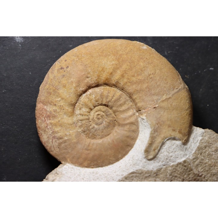 Dalmasiceras dalmasi (Pictet) - Berriasian - Gard - France