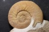 Dalmasiceras dalmasi (Pictet) - Berriasien - Gard - France