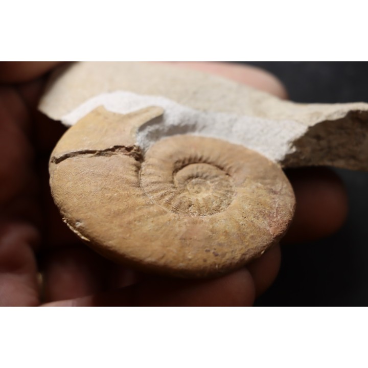 Dalmasiceras dalmasi (Pictet) - Berriasian - Gard - France