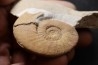 Dalmasiceras dalmasi (Pictet) - Berriasien - Gard - France