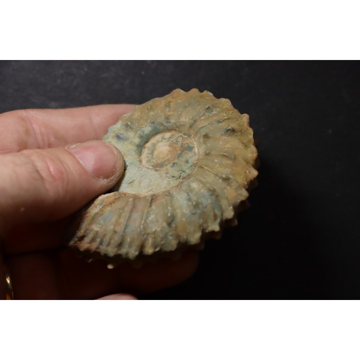 Neocosmoceras sayni - Berriasian - Gard - France