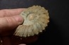 Neocosmoceras sayni - Berriasian - Gard - France