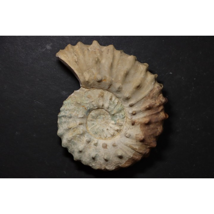 Neocosmoceras sayni - Berriasien - Gard - France