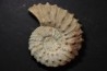 Neocosmoceras sayni - Berriasien - Gard - France