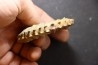 Neocosmoceras sayni - Berriasian - Gard - France