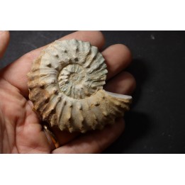 Neocosmoceras sayni - Berriasien - Gard - France