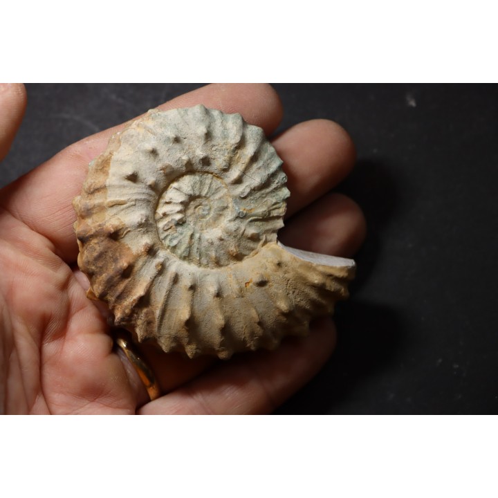 Neocosmoceras sayni - Berriasien - Gard - France