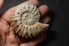 Neocosmoceras sayni - Berriasian - Gard - France