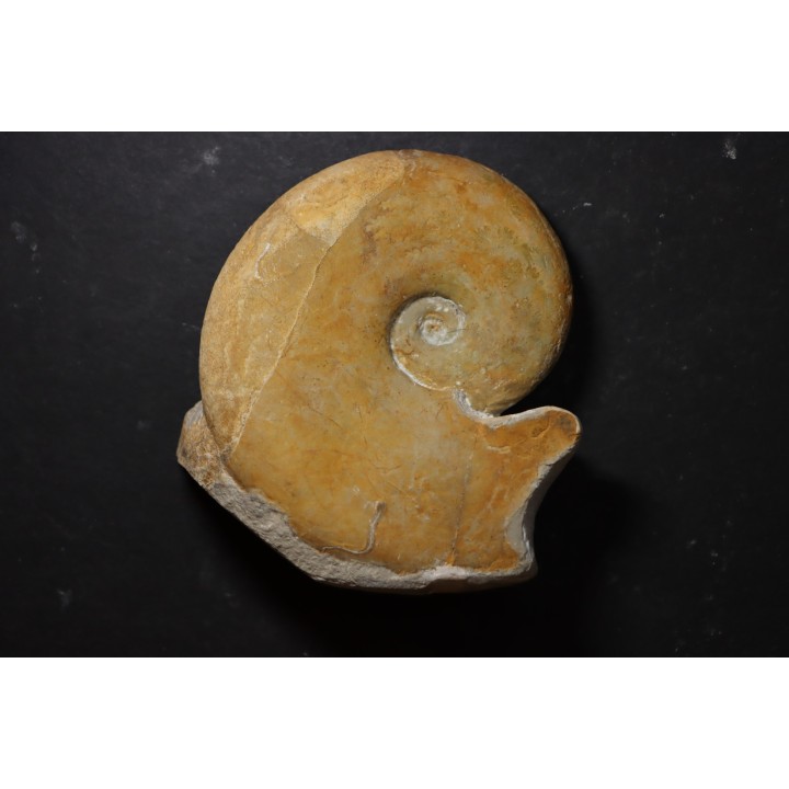 Haploceras (Neolissoceras) grasianum - Berriasian - Gard - France