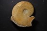Haploceras (Neolissoceras) grasianum - Berriasien - Gard - France