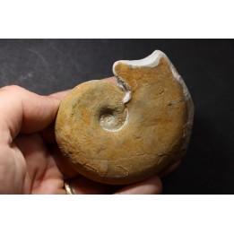 Haploceras (Neolissoceras) grasianum - Berriasien - Gard - France