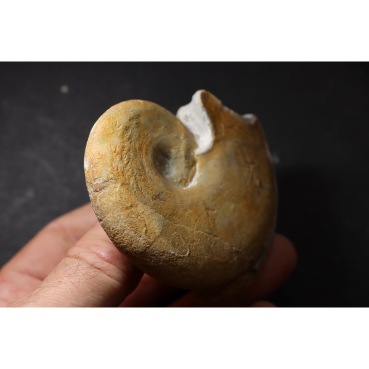 Haploceras (Neolissoceras) grasianum - Berriasian - Gard - France