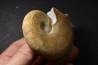 Haploceras (Neolissoceras) grasianum - Berriasien - Gard - France