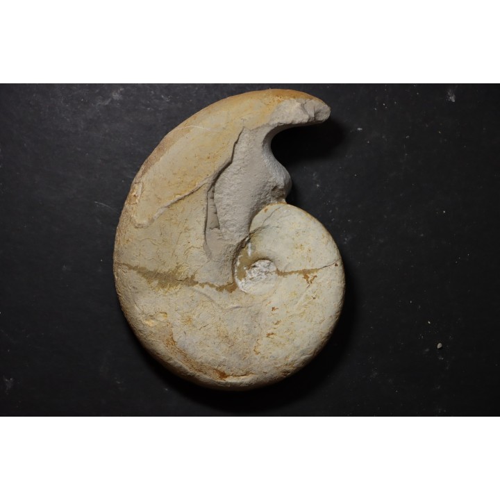 Haploceras (Neolissoceras) grasianum - Berriasian - Gard - France